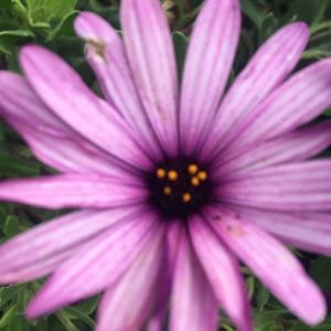 Meet your Posher, Makena